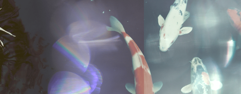 Final Cut Pro X Plugin FCPX Overlay Glimmer 5k
